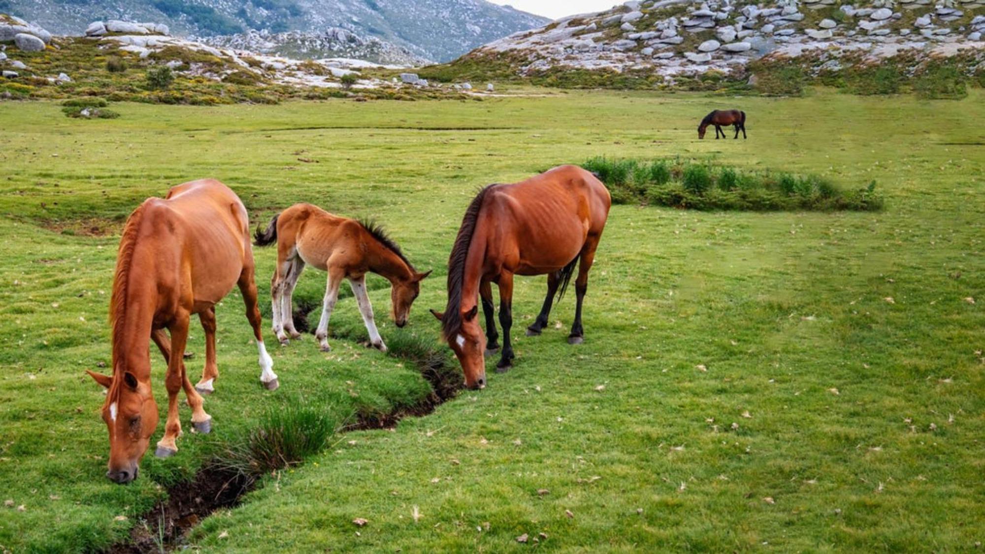 Domaine Le Mouflon D'Or Ξενοδοχείο Zonza Εξωτερικό φωτογραφία